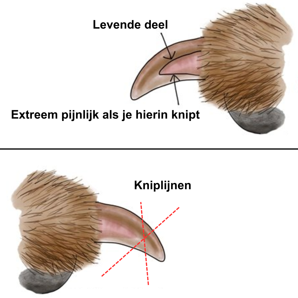 Nageltang SafeNail – Veilig Nagels Knippen